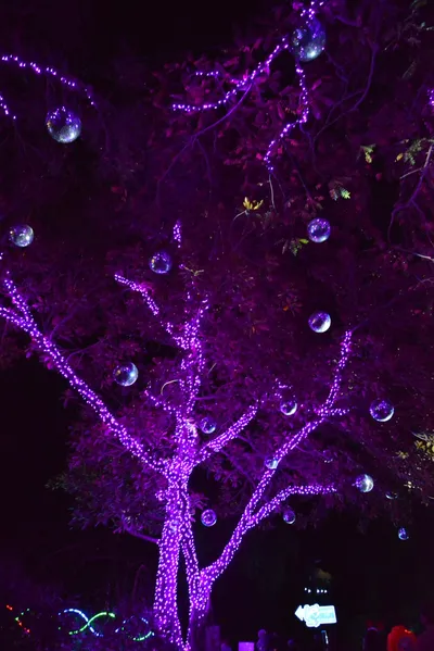 DSC_7080 (Large).JPG